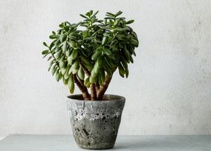 Do you Know These Benefits of Jade Plants?